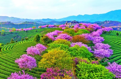 连山海 茗香飘两岸亚游ag电玩茶缘(图3)